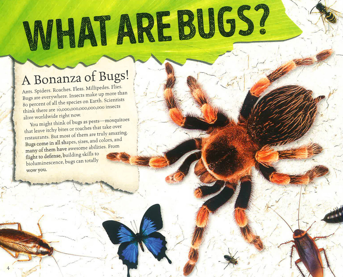 Amazing World: Bugs: Get To Know 20 Crazy Bugs