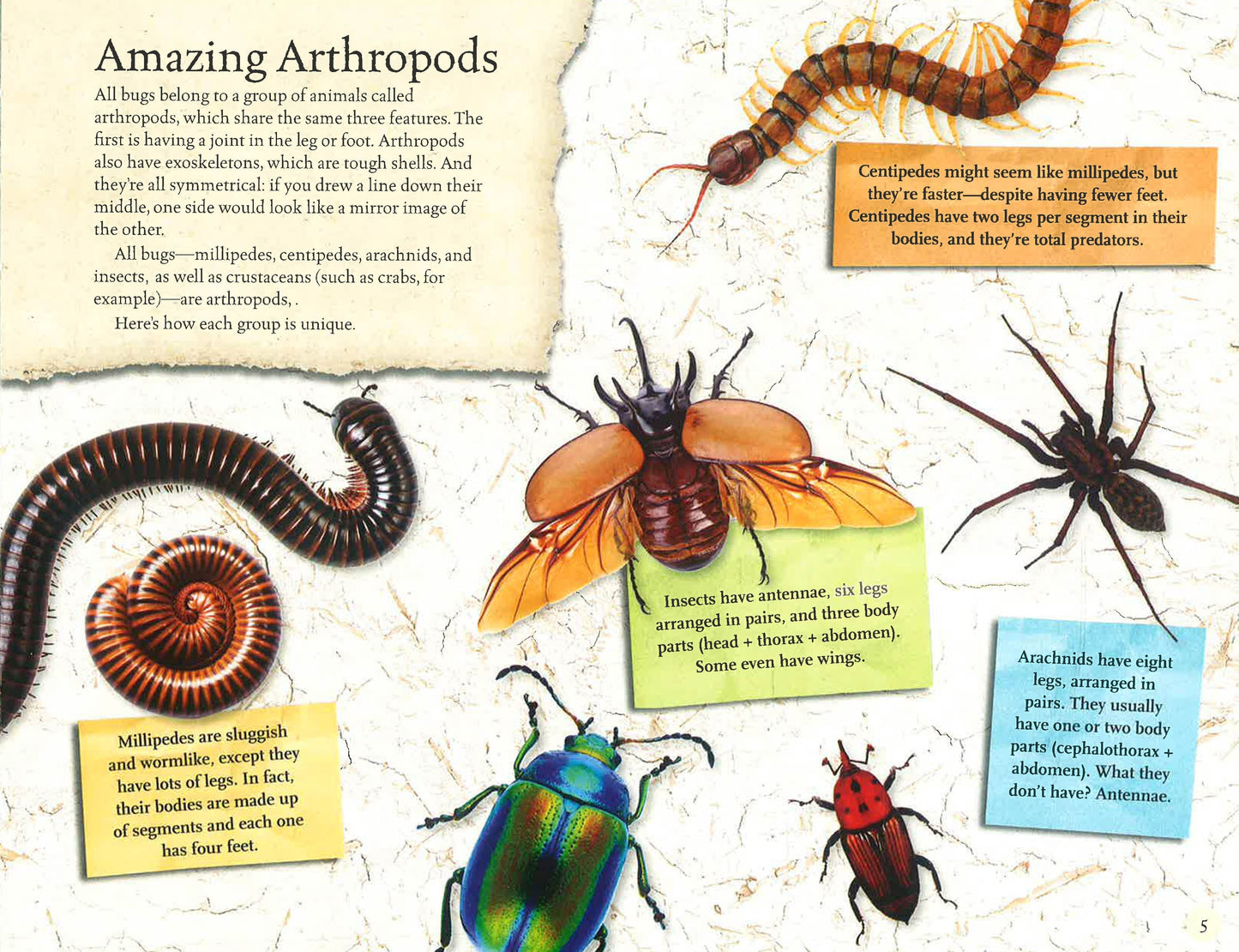 Amazing World: Bugs: Get To Know 20 Crazy Bugs